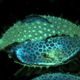 Illustration for article titled Photomicrography Captures the Beauty of the Small